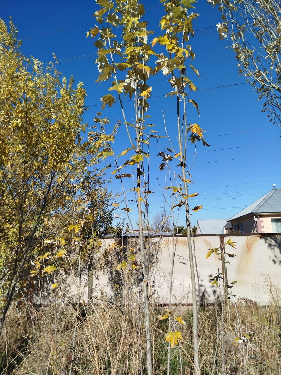 Продам тополь, саженцы тополей, тополя