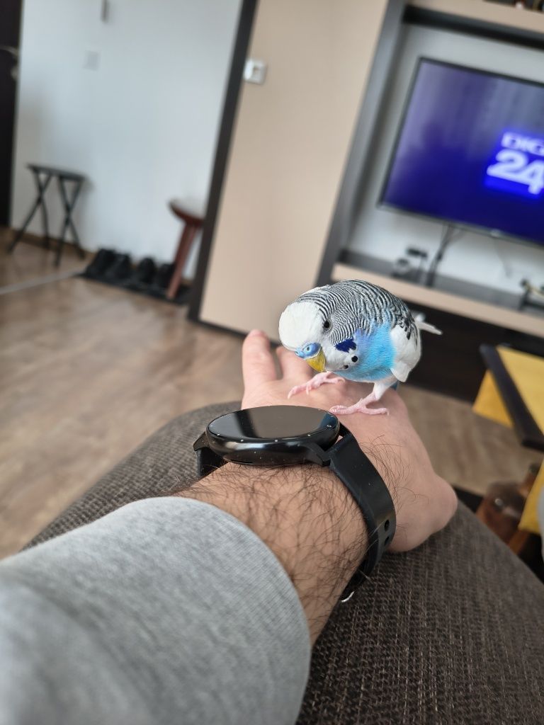 Vand Peruș blând