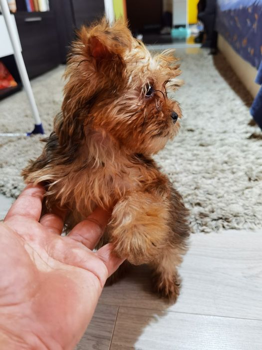 Yorkshire Terrier  mini, 3 luni