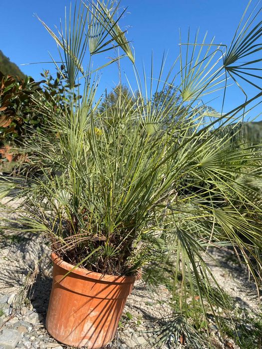 Plante ornamentale pentru grădini de vis