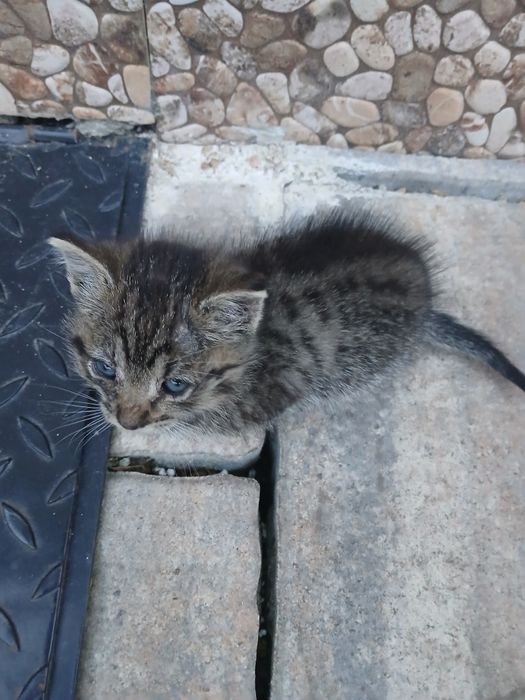 Donez pui de pisică