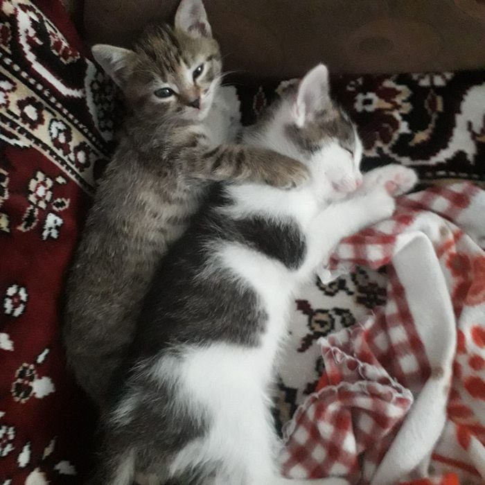 Милые котята ищут любящих хозяев.