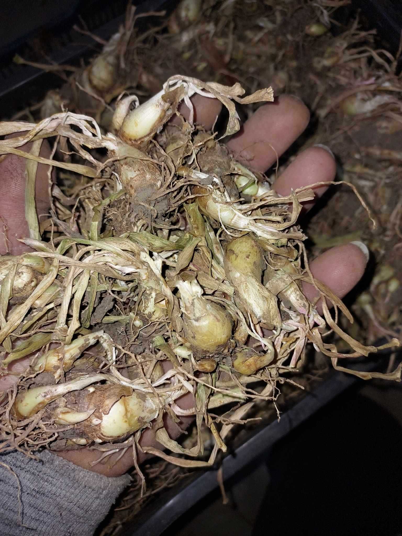 puieti de tuberoze albe 1 kg