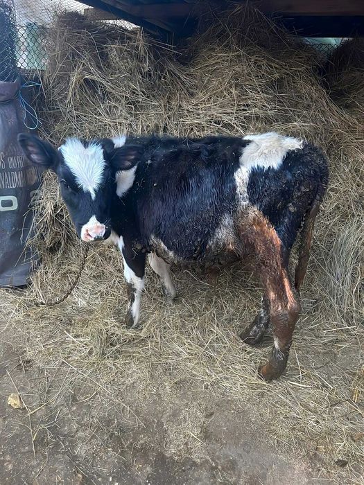 Продавам 2бр.Мъжки Телета