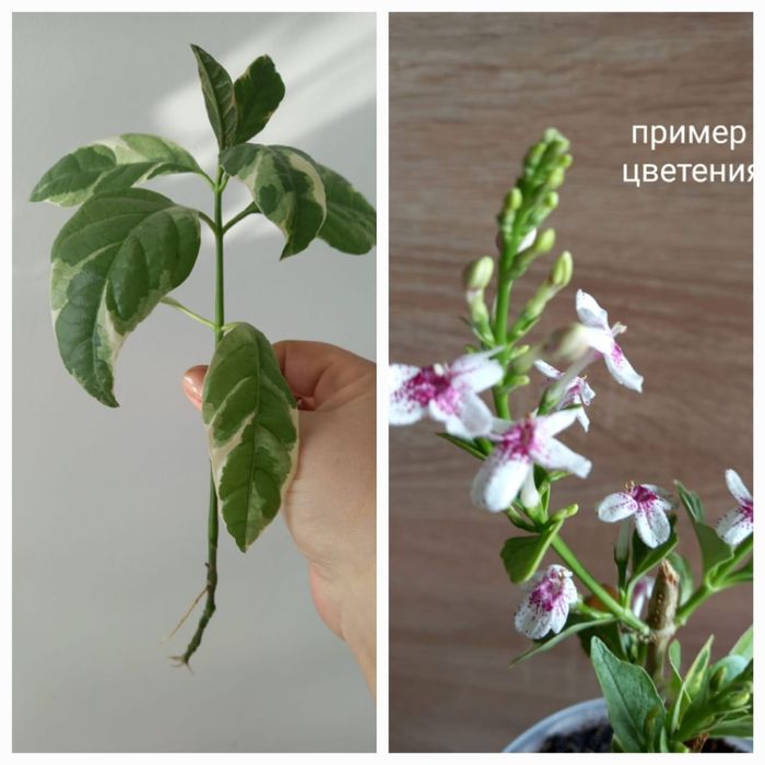 Продажа комнатных растений