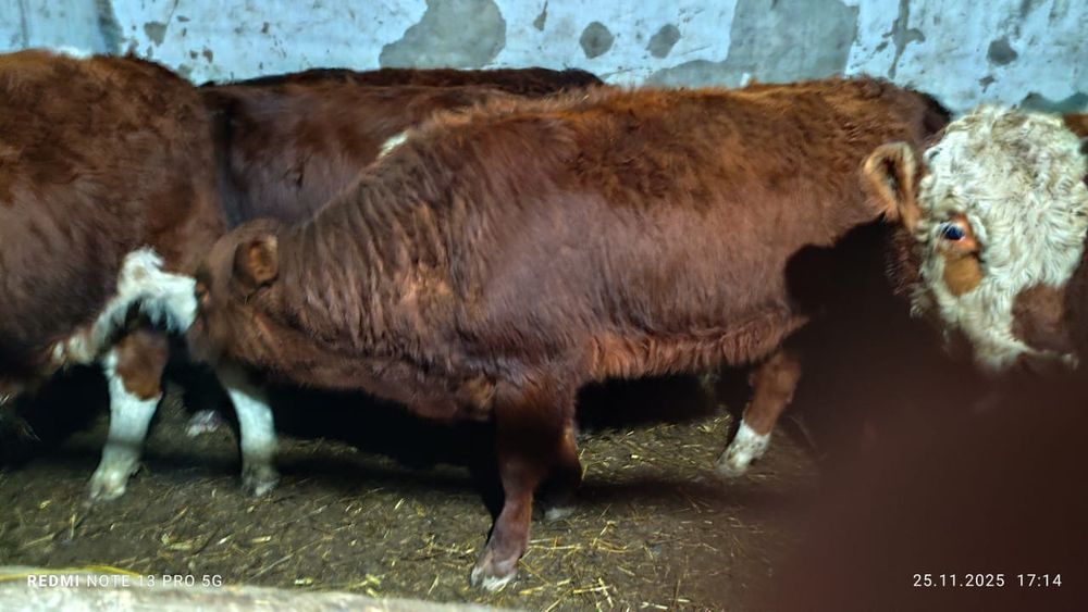 Продается бычки.