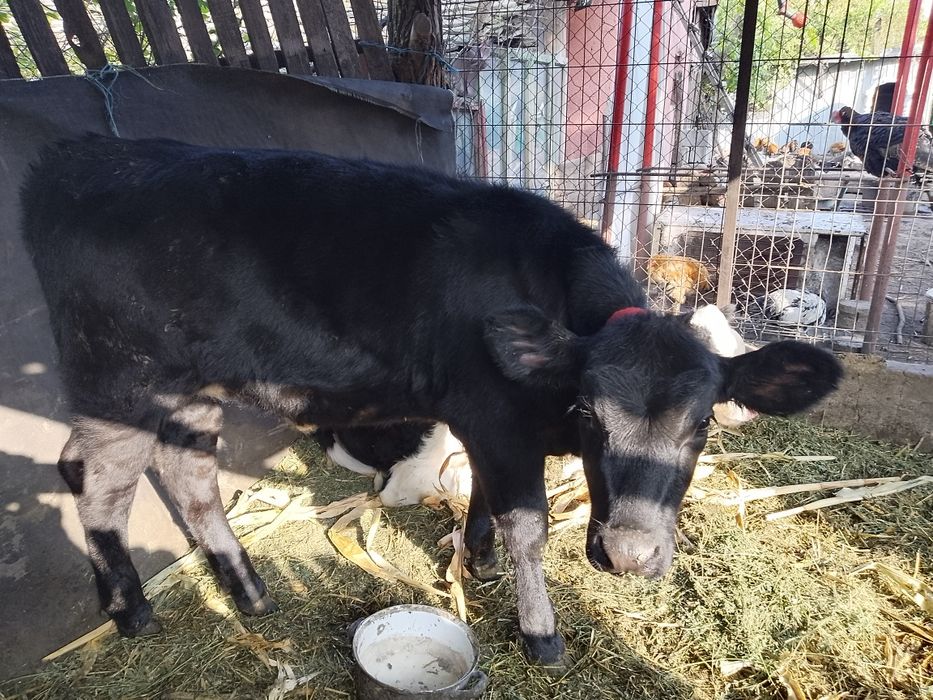 Vițea Angus 4luni rasă de carne