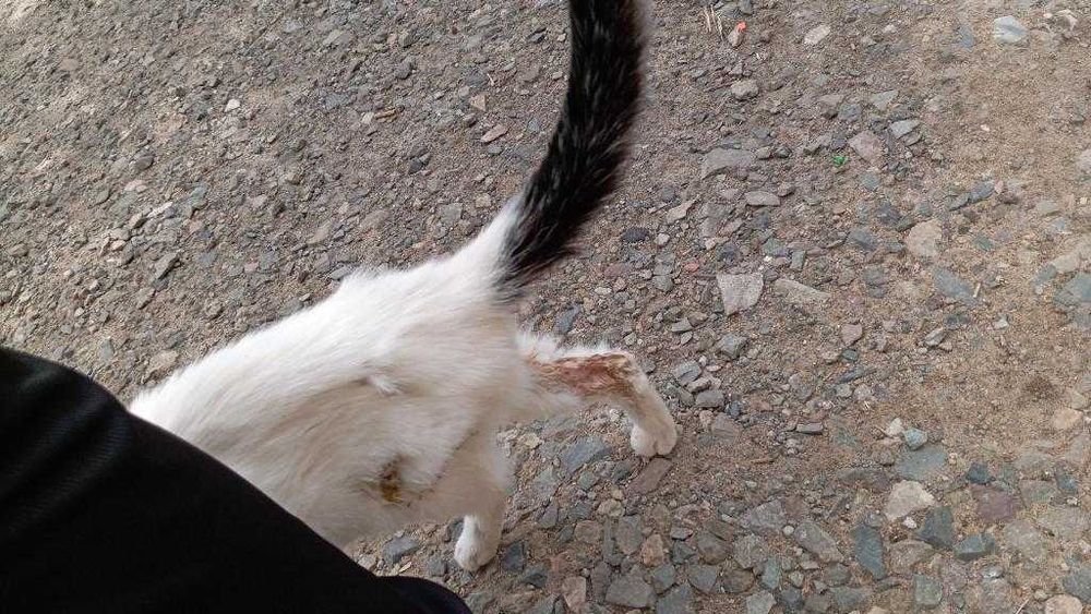 Котенку нужен дом! Срочно!
