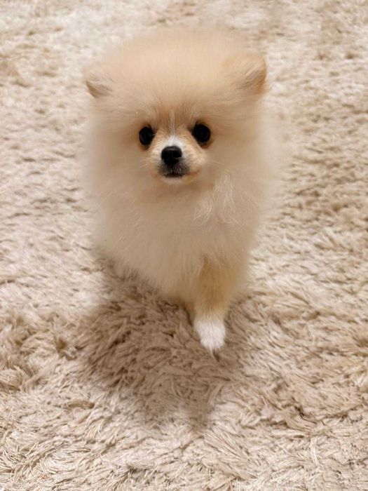 Pomeranian toy superb cu pedigree, poze reale!