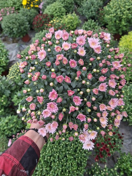 Vând crizanteme diverse culori