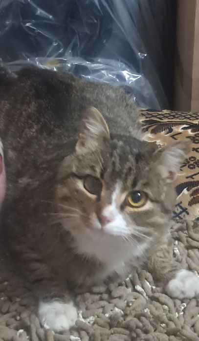 Котик ещет дом и заботливых хозяев