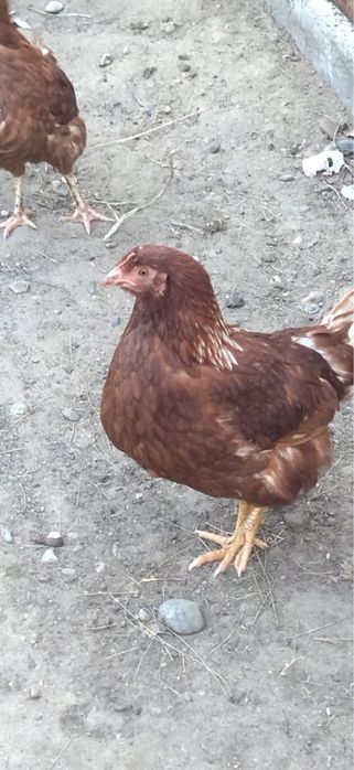 Продам куры ломан браун