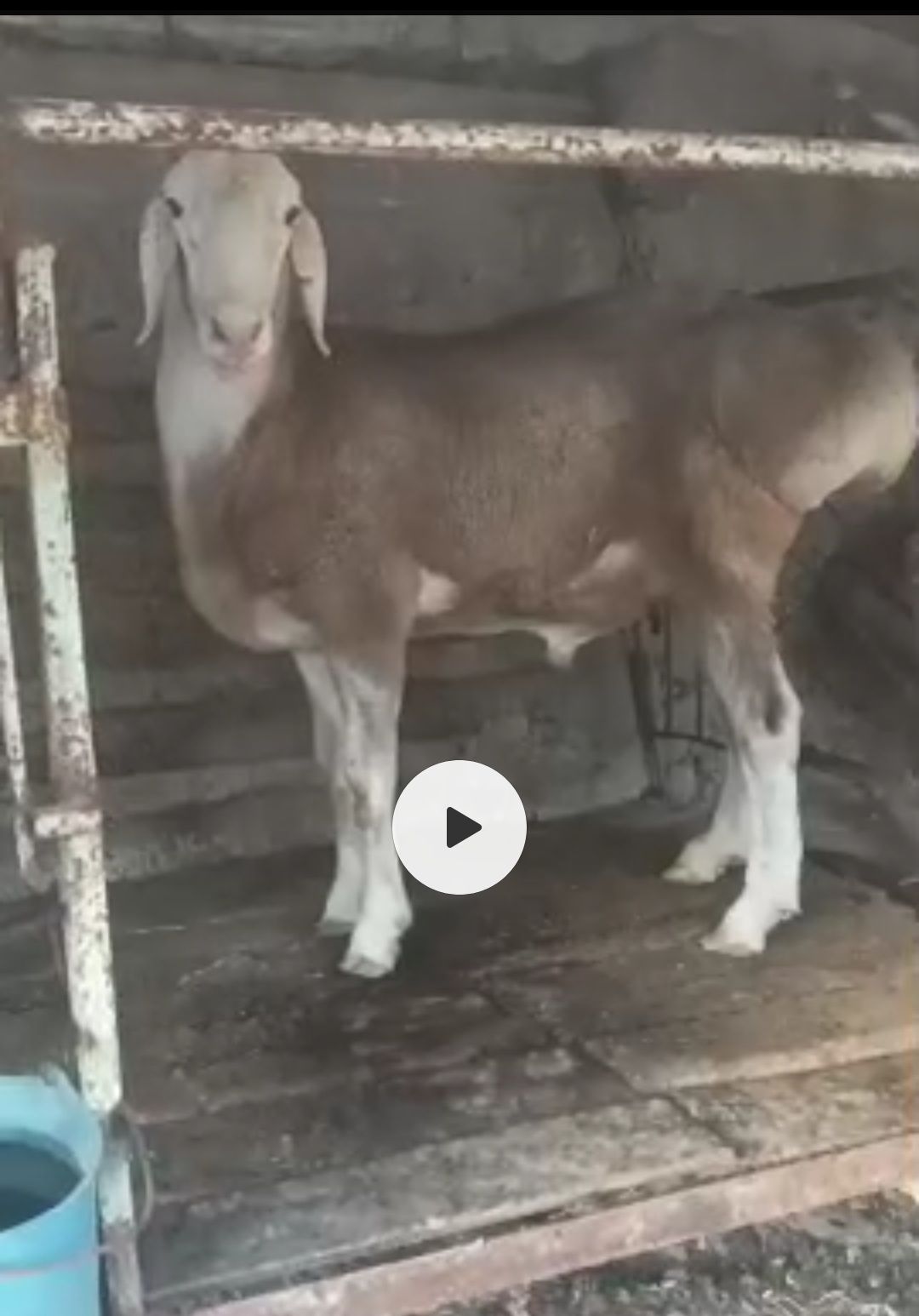 Assalomu alaykum qoʻchqor sotlad 2tiwga oʻtgan yaxw qoʻchqor manzil Ya