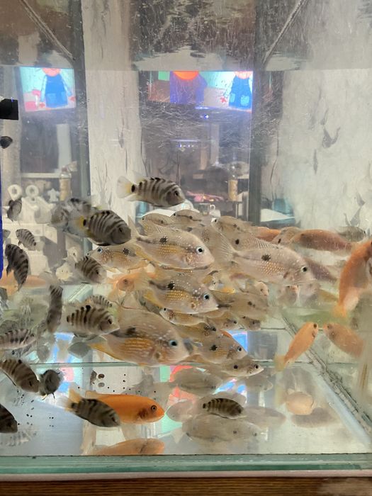 Продам молодых цихлид