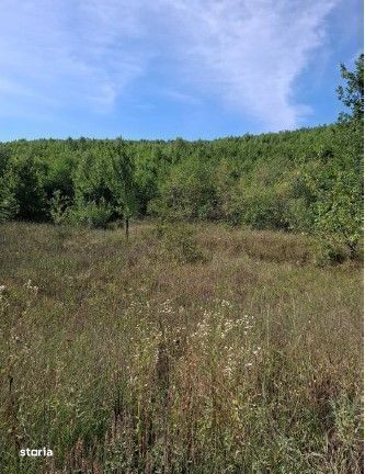 Teren extravilan Sotanga, ID: R2590381