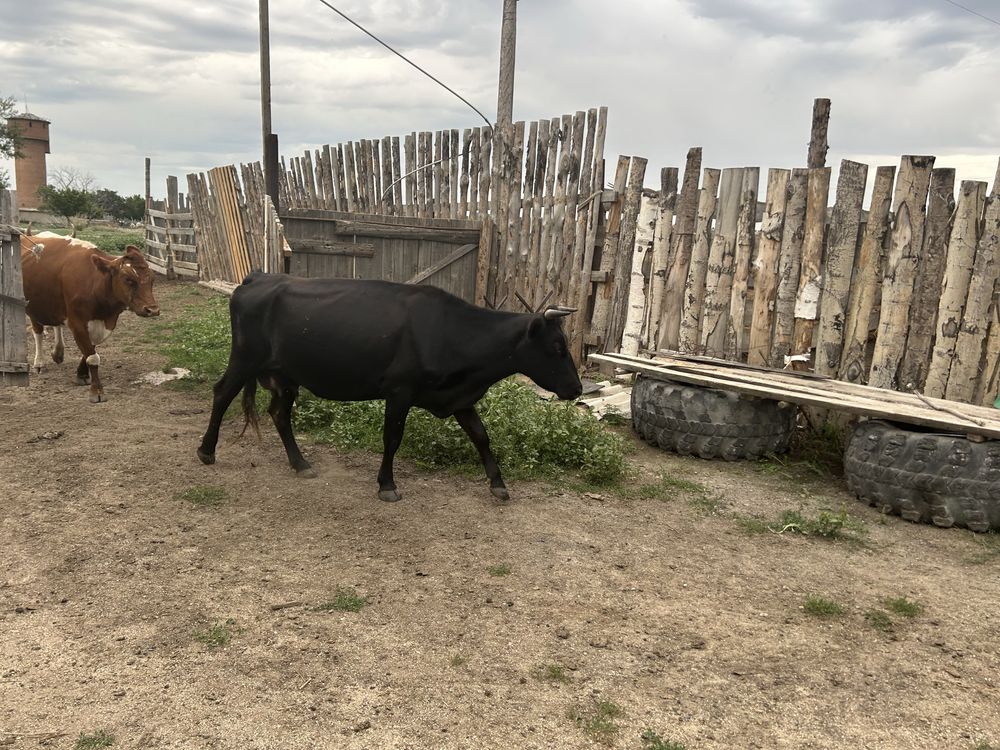 Продам хорошую дойную корову, 3 года. Телятся каждый год, доятся