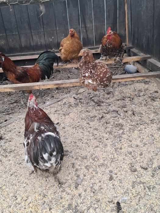 Familie găini 3+1
