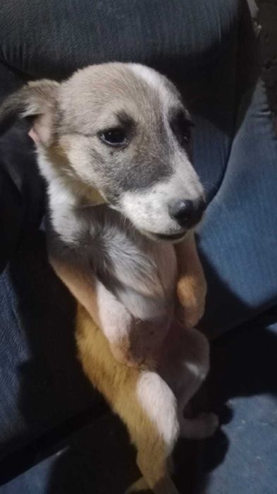 Щенки дворняги у свой дом