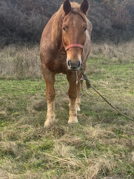 Vând cal foarte cuminte mai mult detalii la telefon
