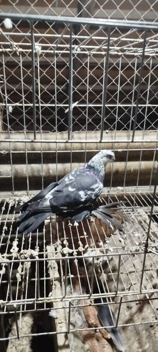 Продам голубей..