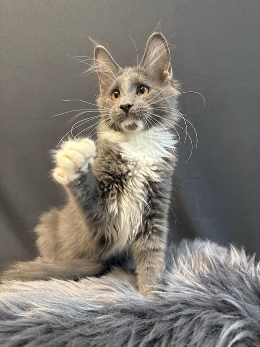 Pui Maine Coon Femela