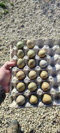 Яйца от колхидски фазани
