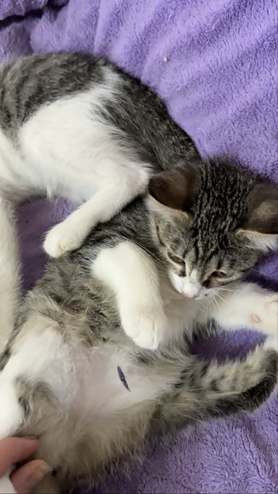 Игривые Котята Девочки и Мальчики