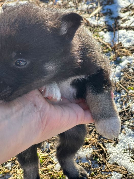 Щенята от мален собачки...1.5 мес