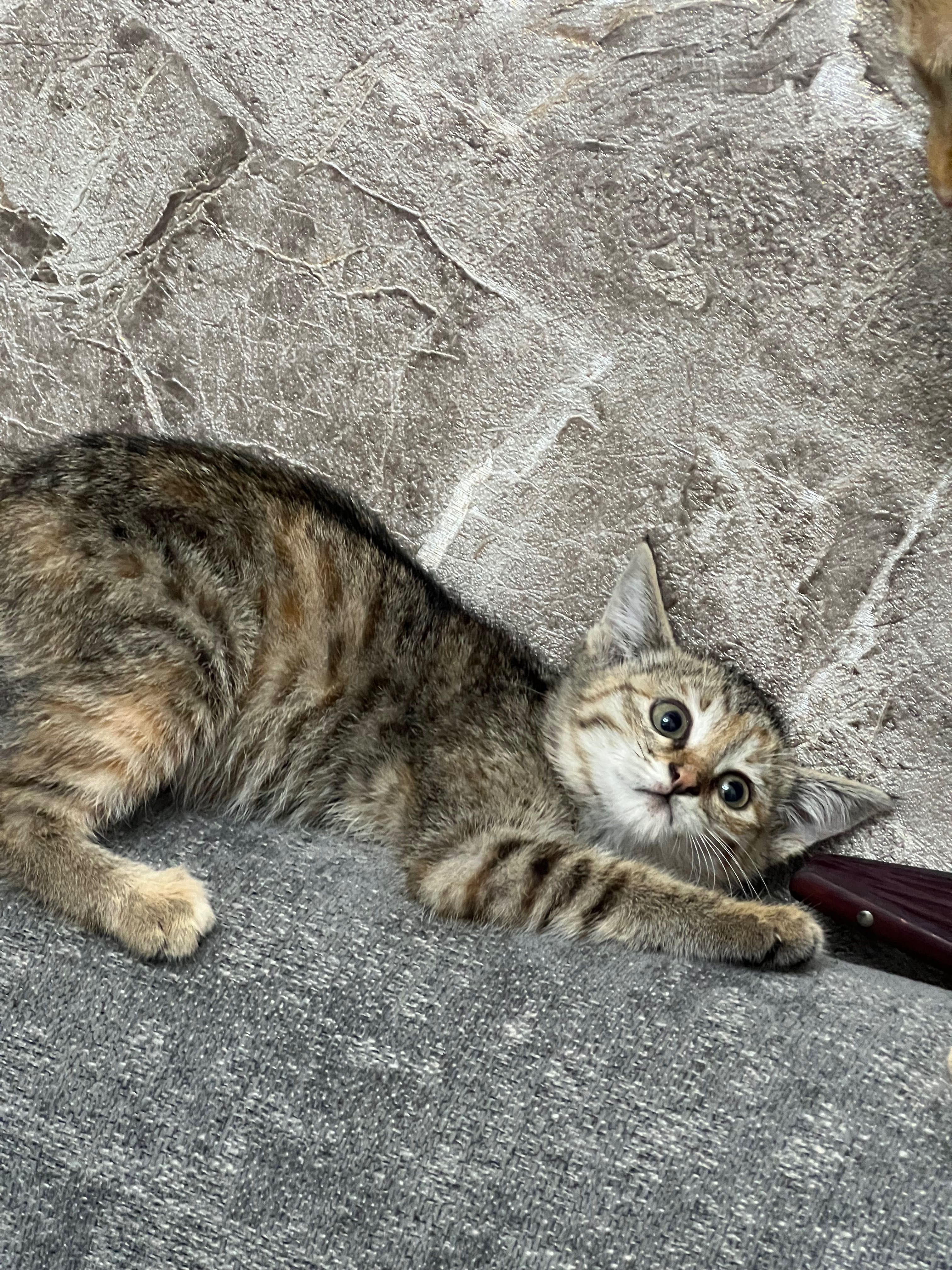 Котята маленькие домашние