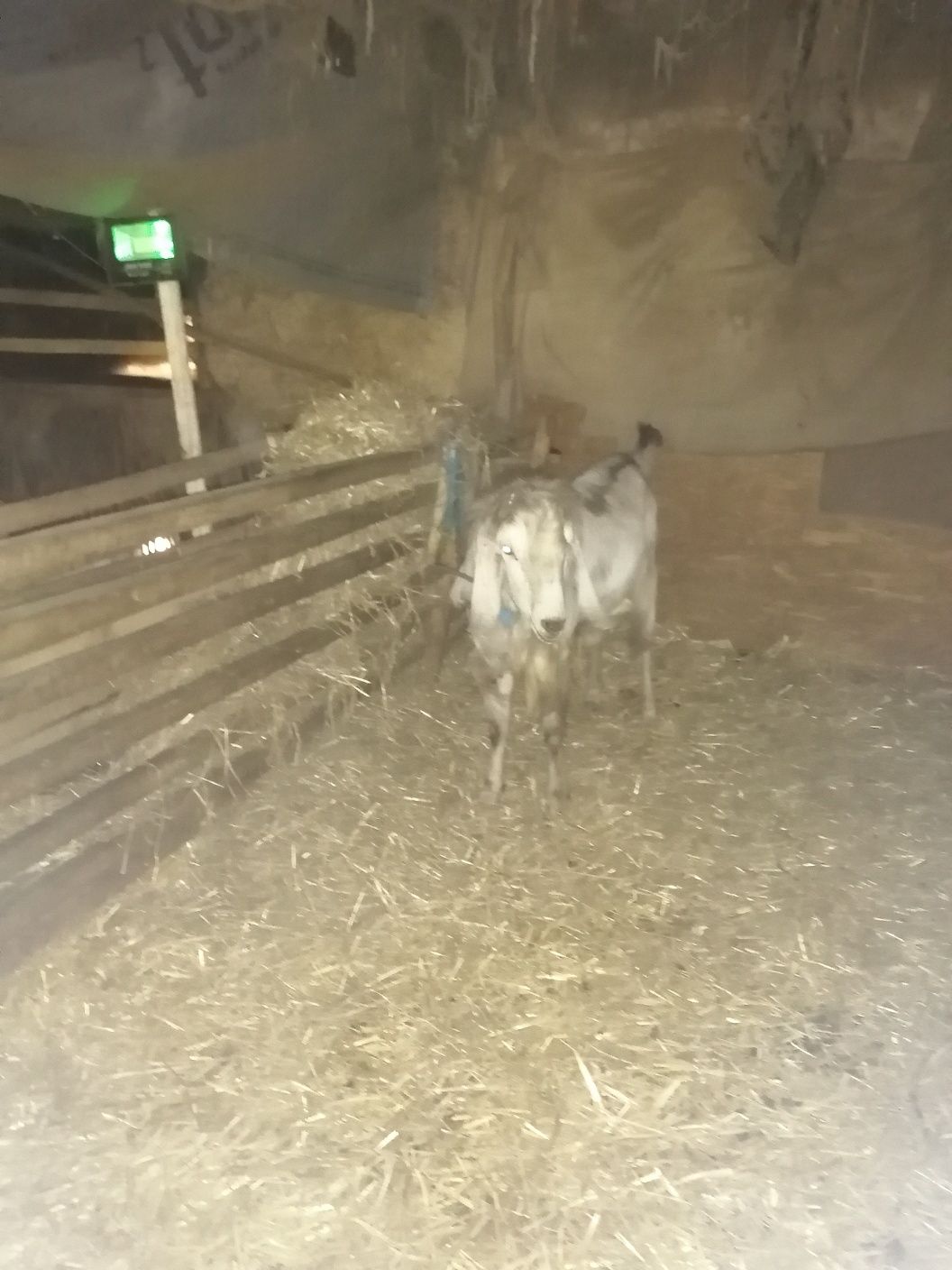 Țapi nubieni de vanzare