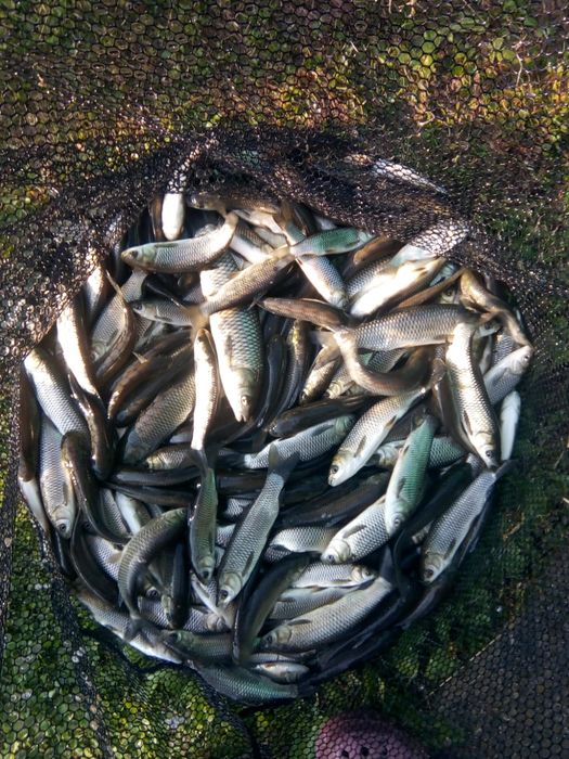 Peste- Puiet - Cteno