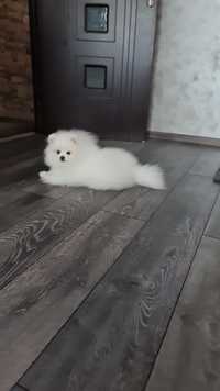 Vând Pomeranian Mascul 700€ urgent