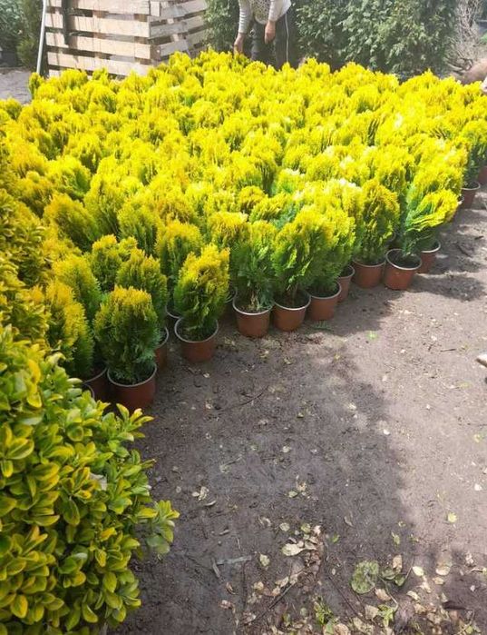 Plante ornamentale verzi pentru orice spațiu exterior