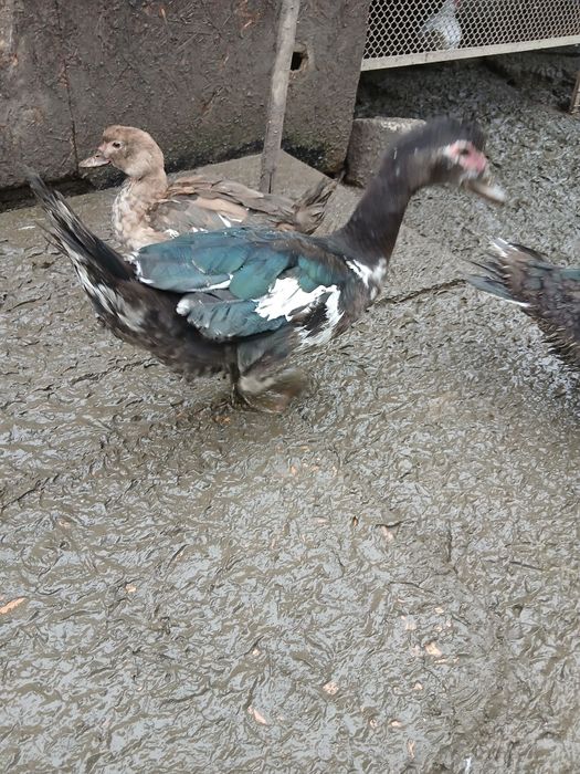 Rate mute și cocosi de vanzare