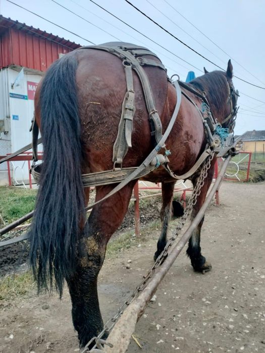 Iapa de vânzare în state bună