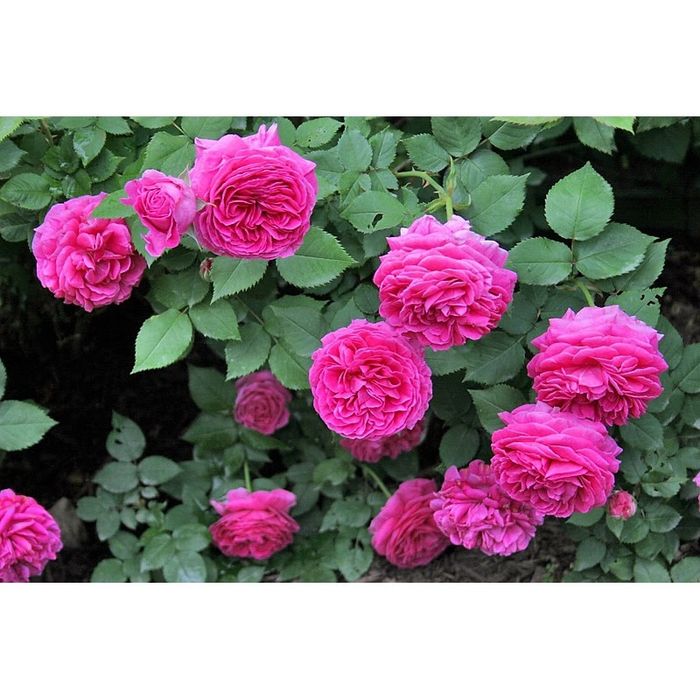 Vând  trandafiri de dulceata la ghiveci  și smochini la ghiveci