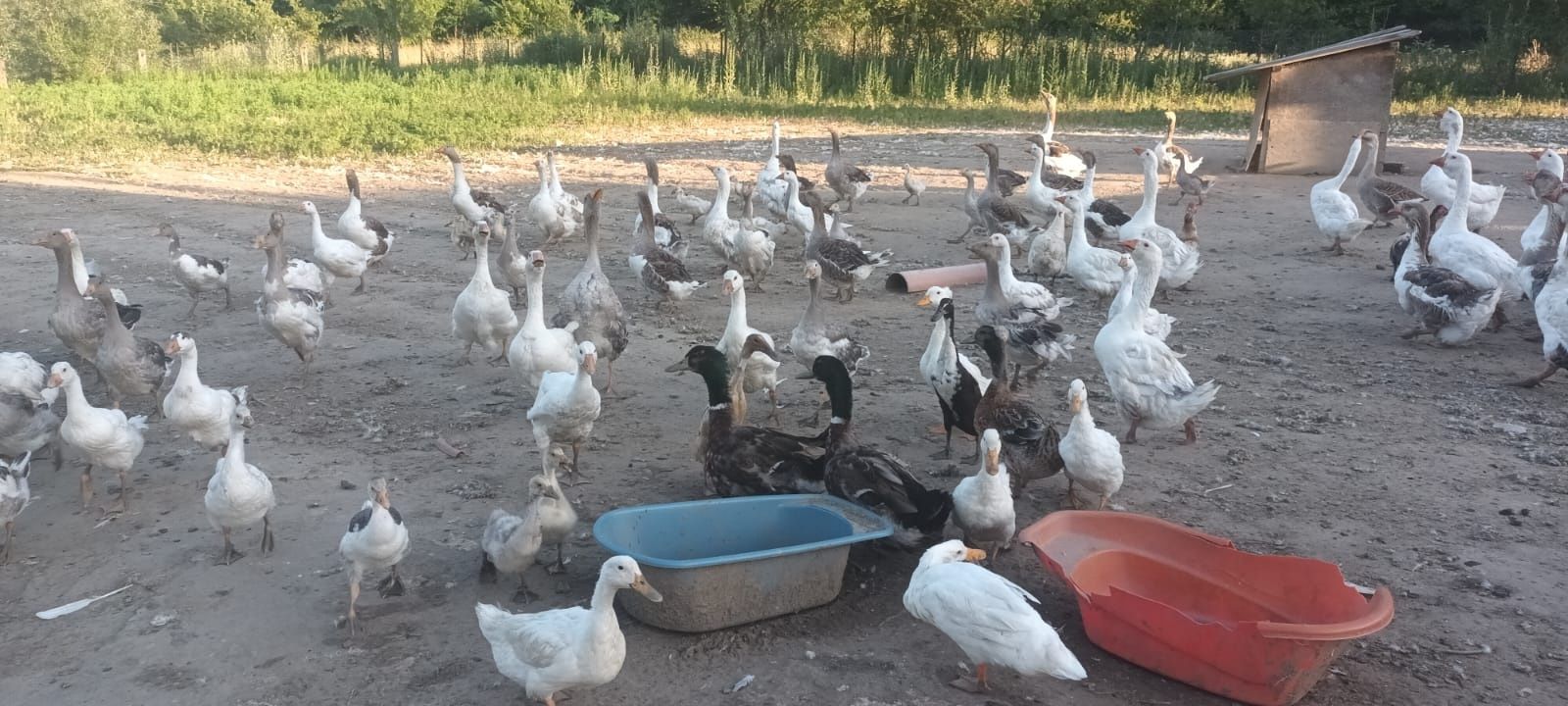 Gaste tinere și boboci