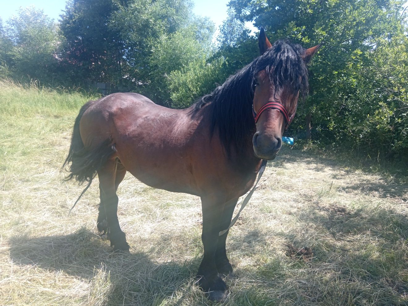 Vând armăsar blând și de 4 ani