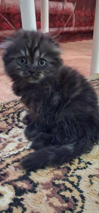 Чистокровные шотландские  котята