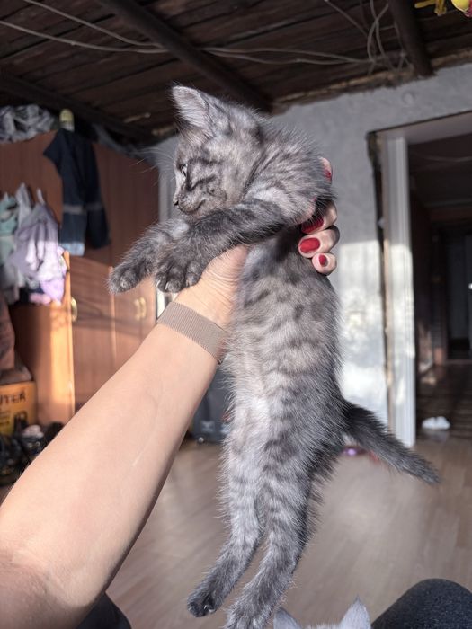 Отдам котят………..