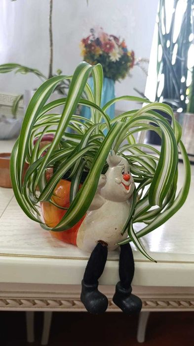 Продам хлорофитум Санни .