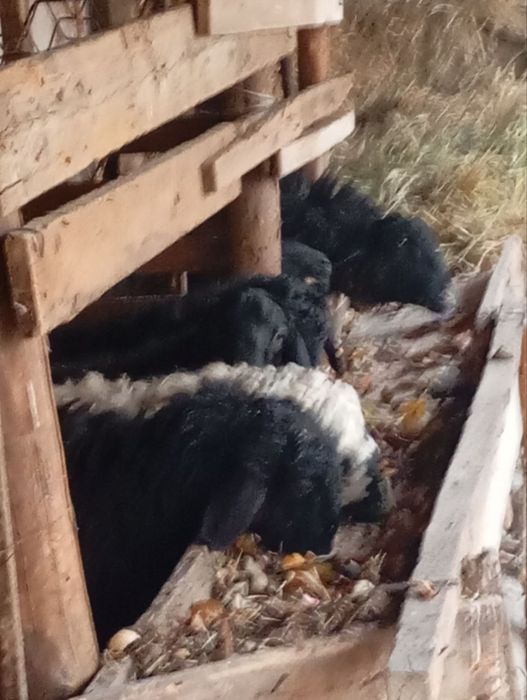 Qochqorla sotiladi Yunsobod