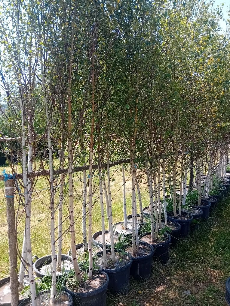 Vând copaci ornamentali foioase pentru umbrire