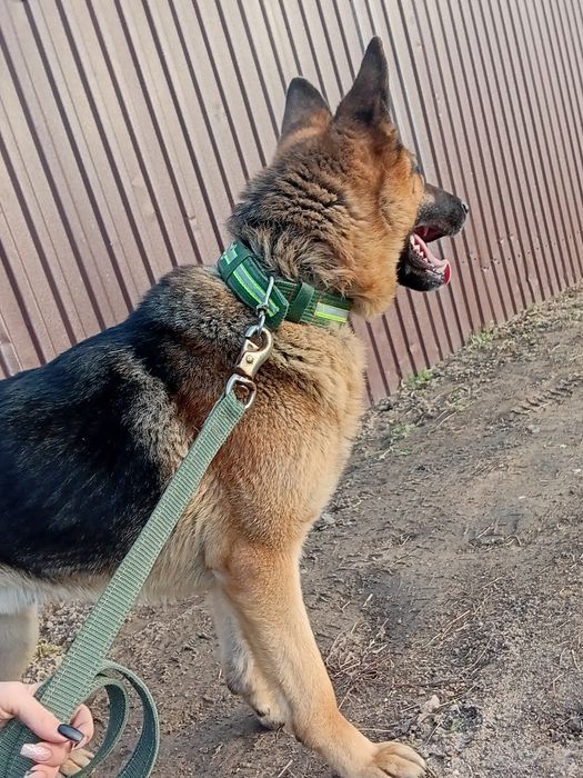 Предлагаю кобелья на вязку