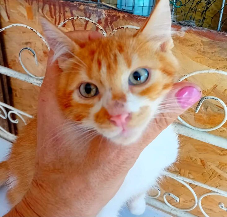 Adoptie pui de pisica roscat tigrat gradinita Miau miau