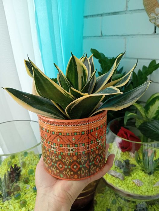 Уютные и Красивые Цветы в Ваш Дом