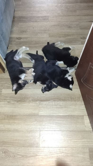 Восточно европейская овчарка, щенки