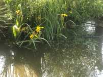 Iris galben de balta.
