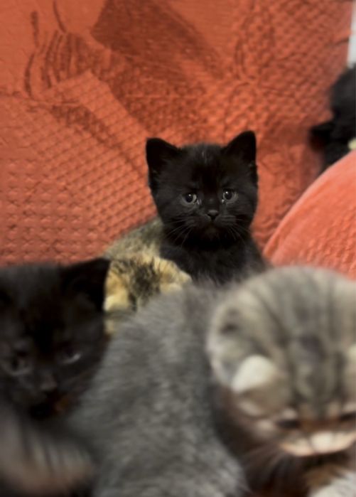 Вислоухие котята скоттиш фолд