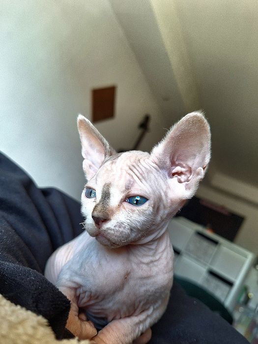 Pisica Sphynx Harlequin-Bi- Color, ochi albastri.
Un exemplar cu patte